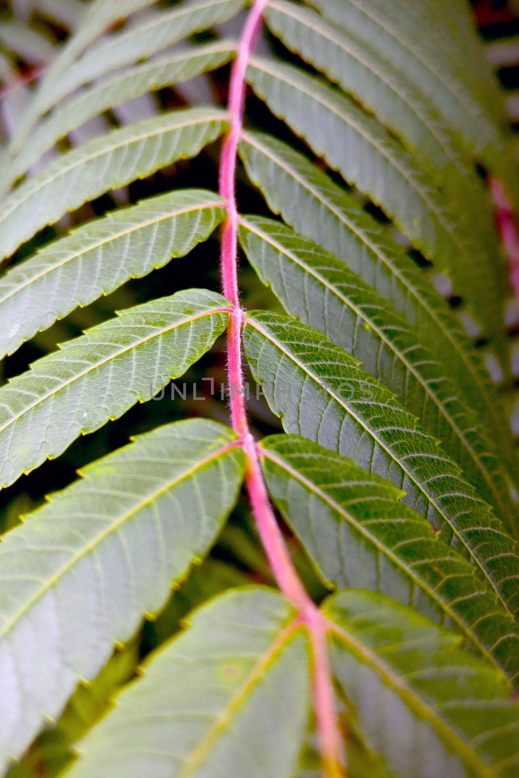 Beautiful green branch of a tropical plant, the background of nature. by kip02kas