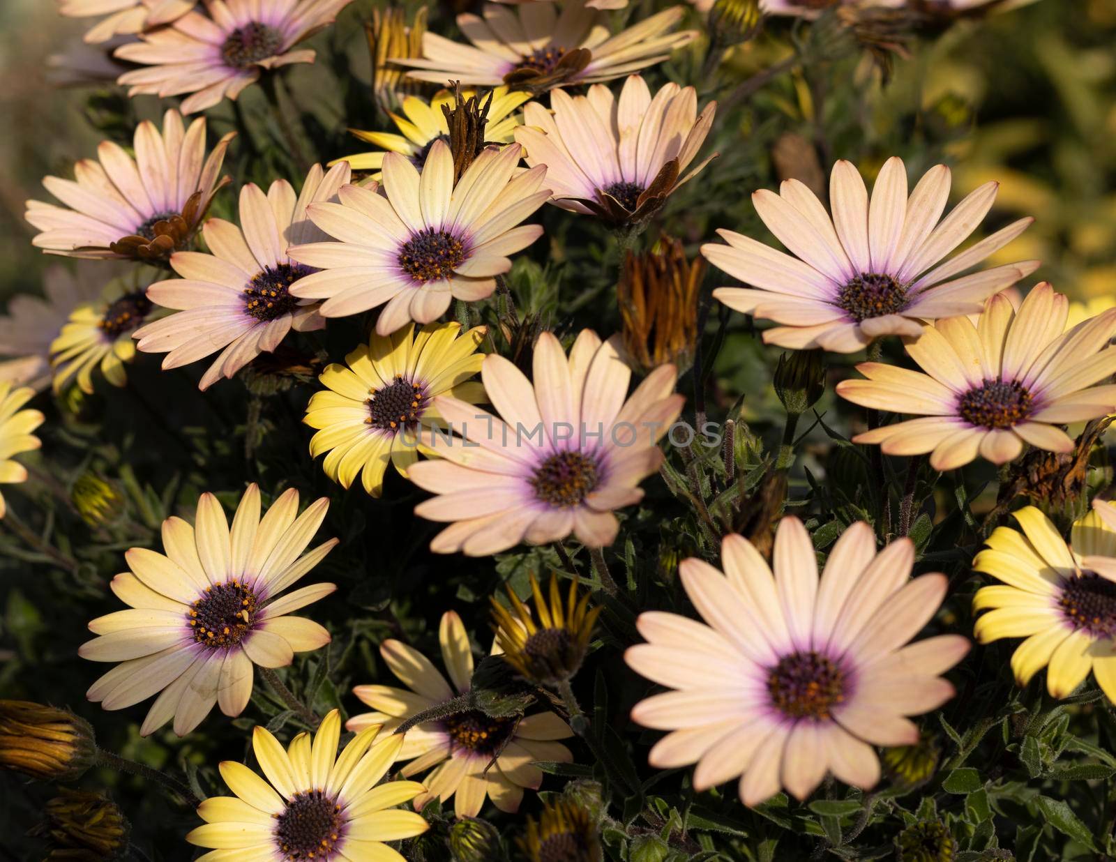 African daisies beautiful bloom in spring