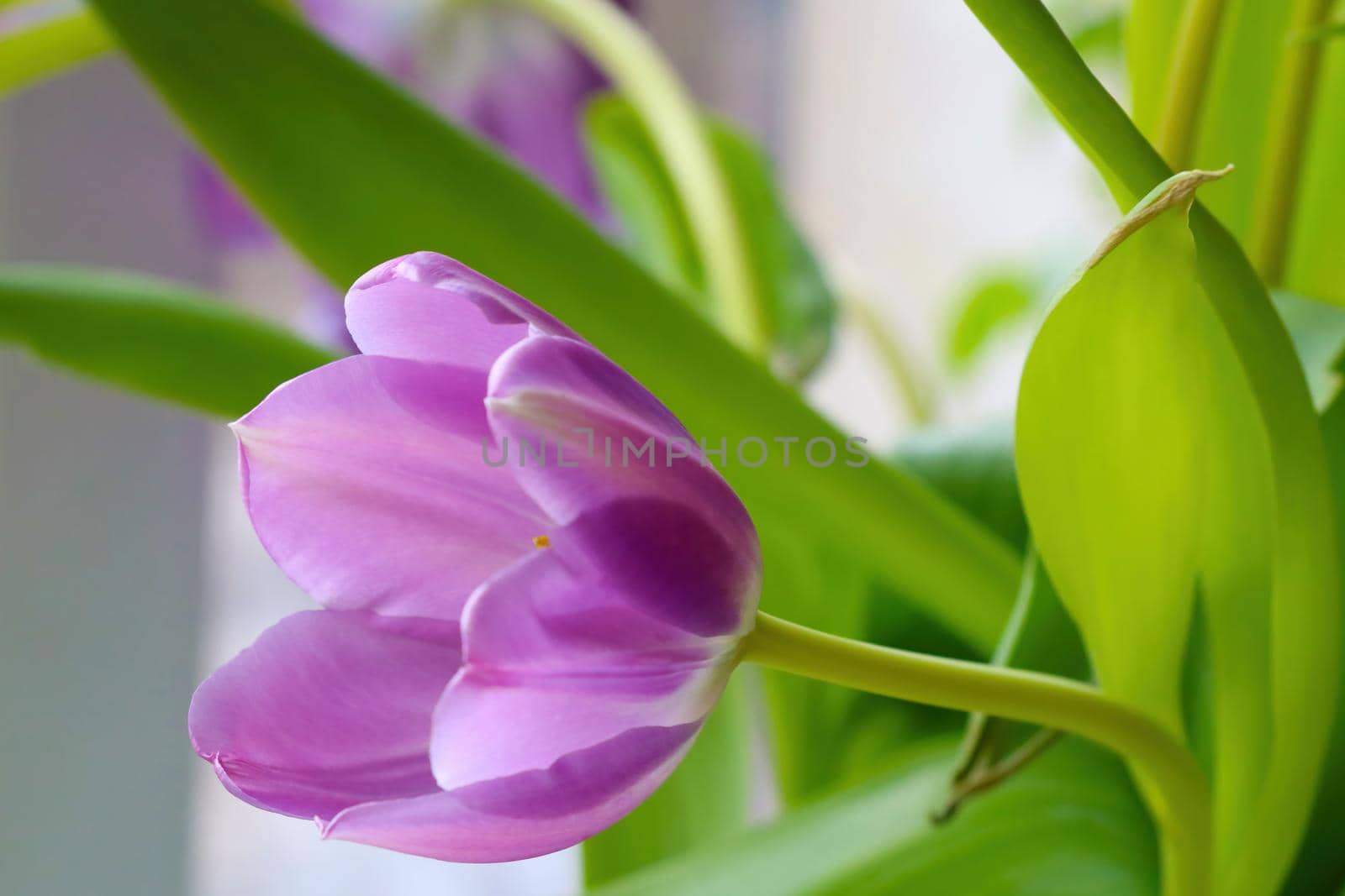 View of the purple flowering tulip close-up