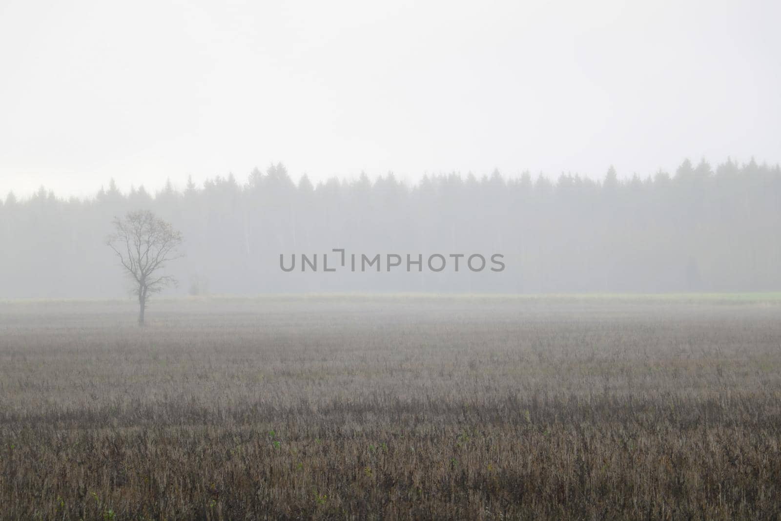 foggy autumn morning in the countryside, misty