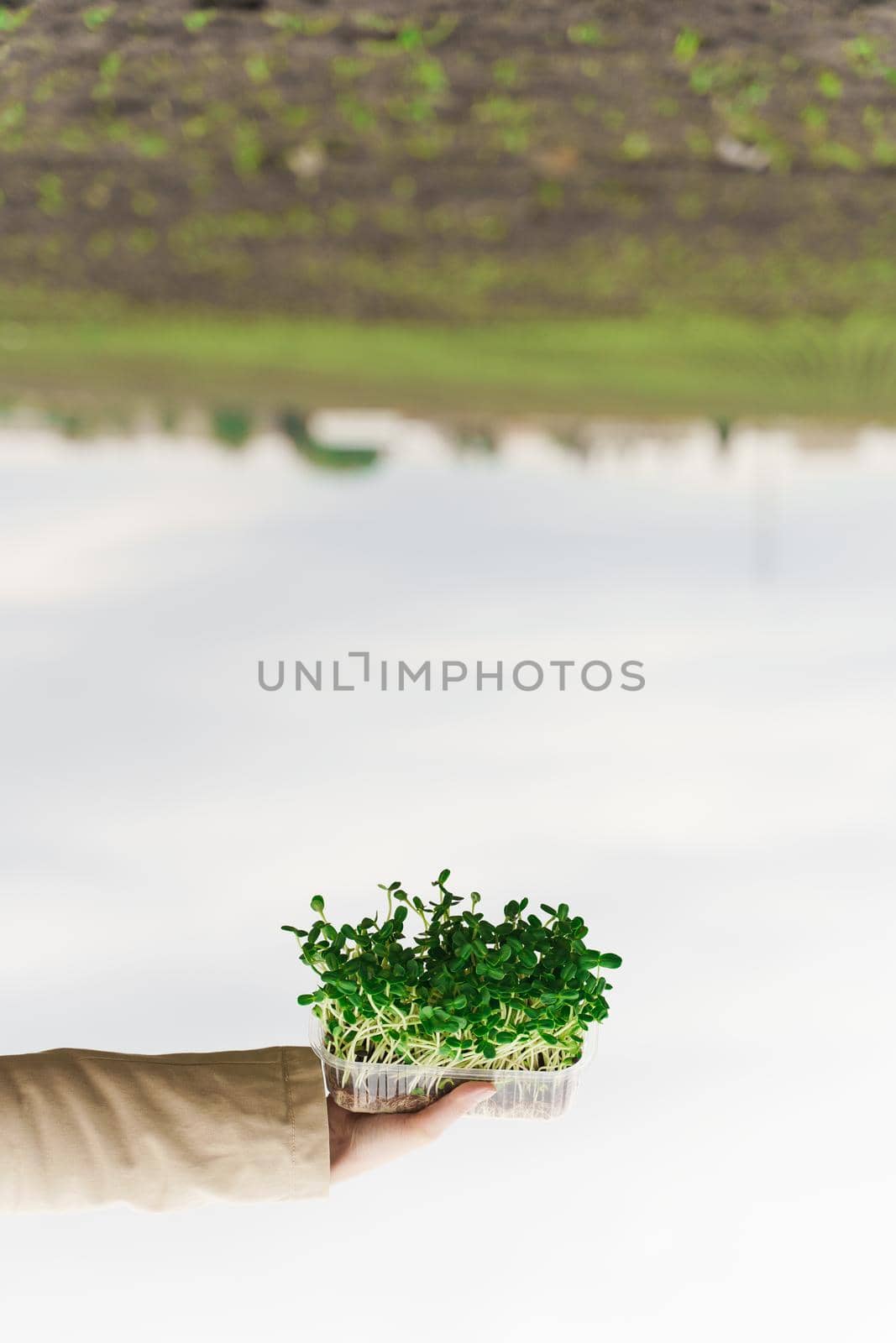Microgreen of sunflower seeds in hands. creative upside down photo. Idea for healthy vegan green microgreen advert. Vegeterian food delivery service by Rabizo