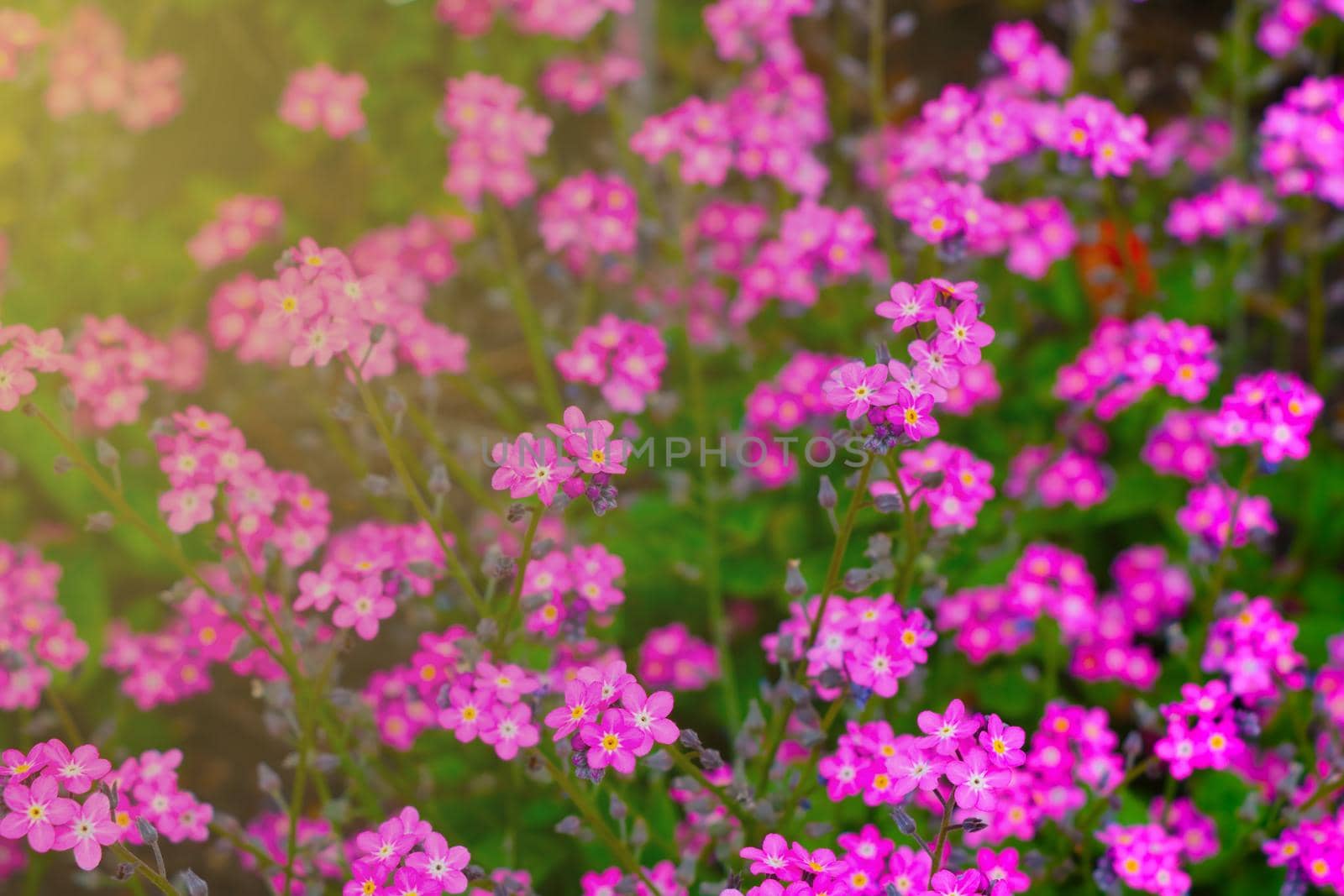 Beautiful perennial pink flowers bloom in a clearing in summer. by kip02kas