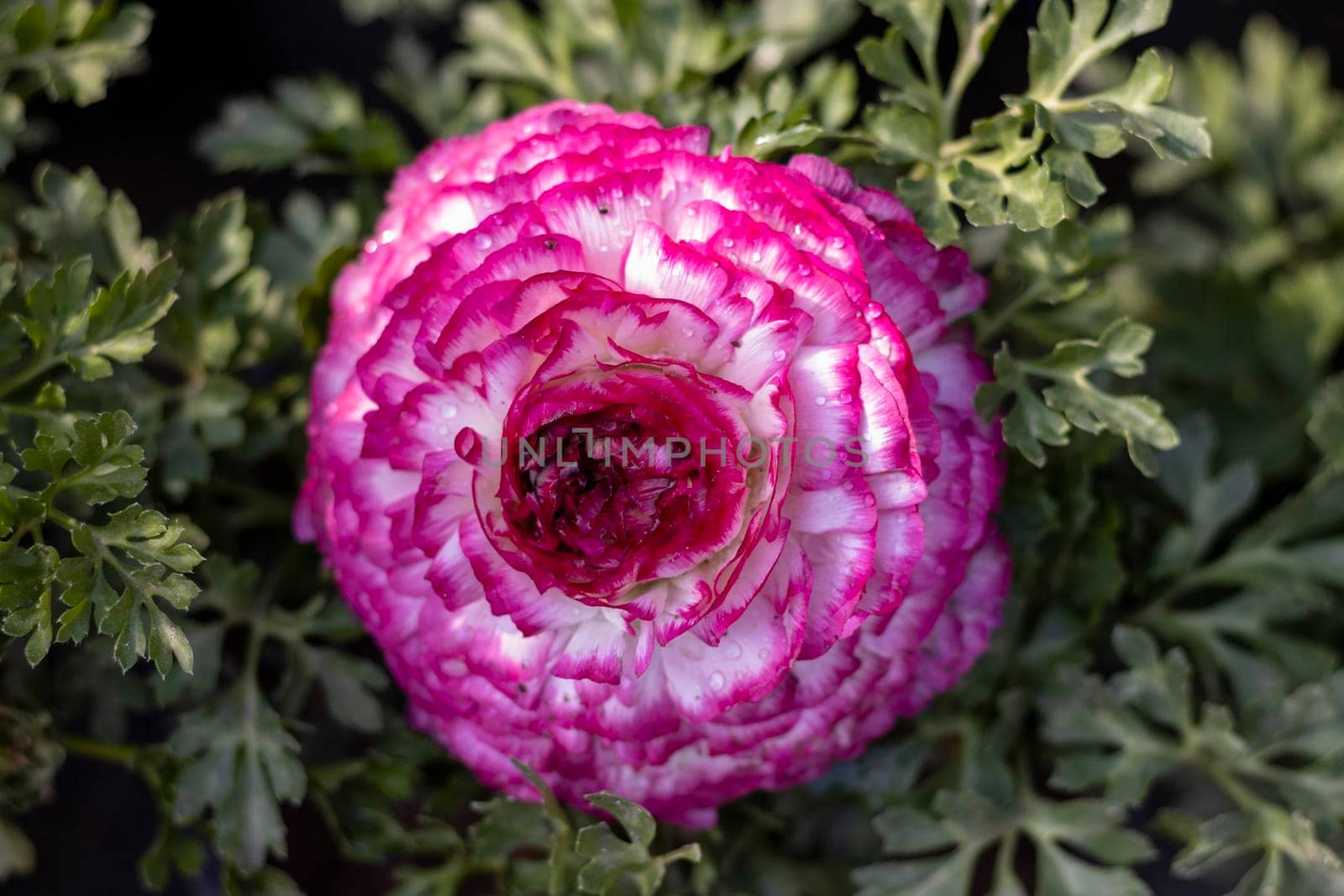 Ranunculus flower blooming plant closeup