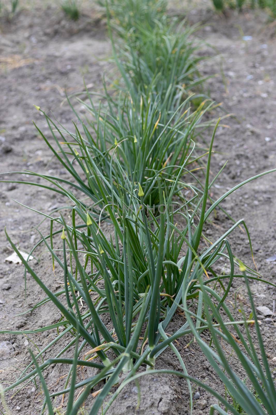 Planting onions for seeds production by Bilalphotos