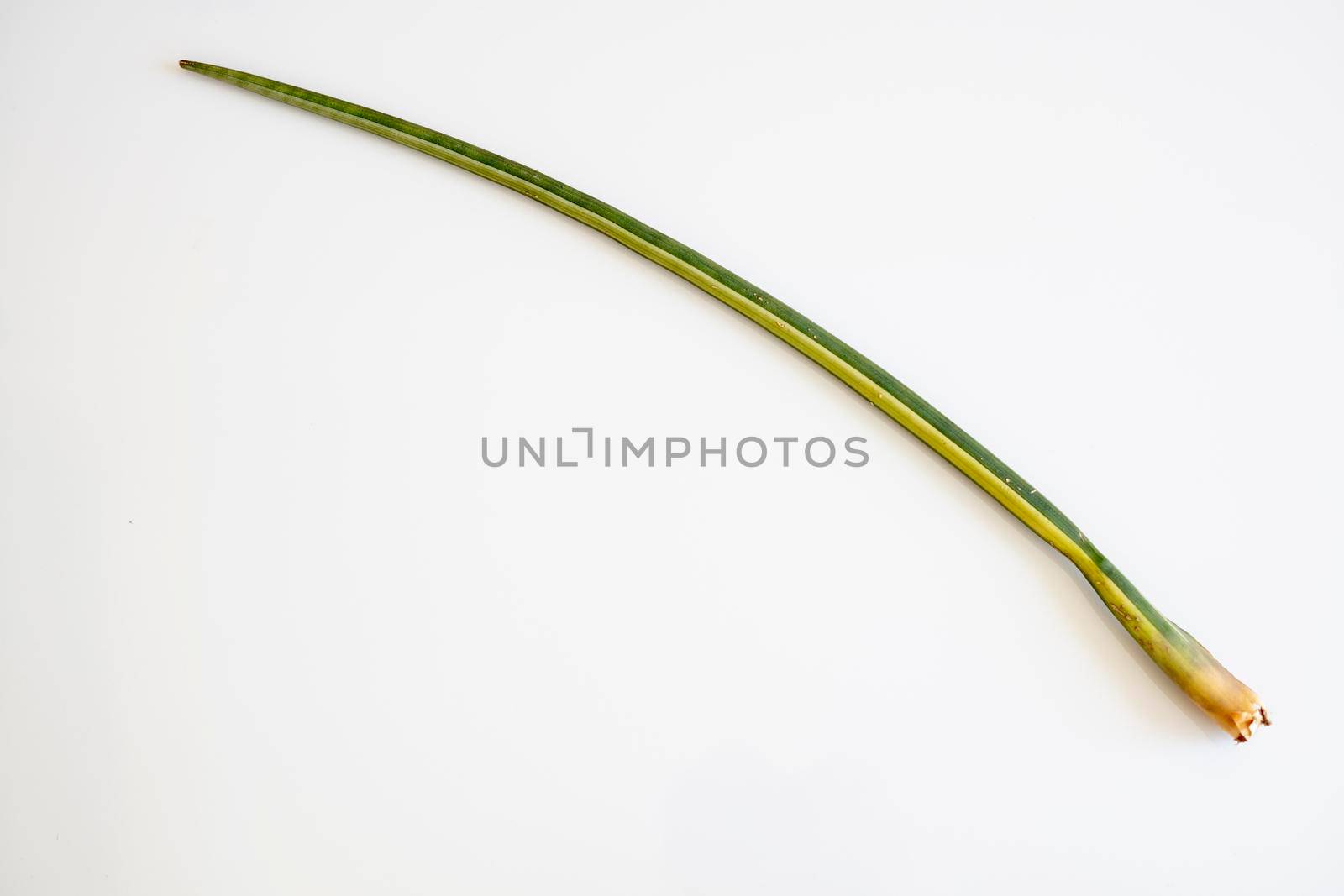 Sansevieria Cylindrica Variegated Snake Plant by Bilalphotos