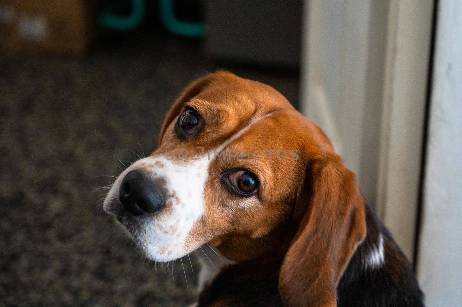 Cute beagle with a serious face looking at the camera. Portrait of lovely dog