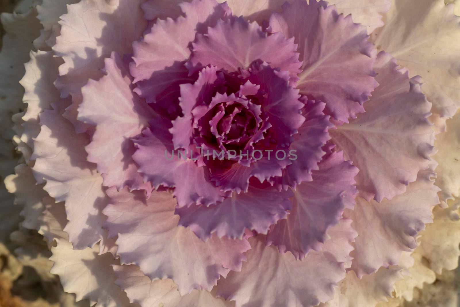 Ornamental cabbage plant in autumn season