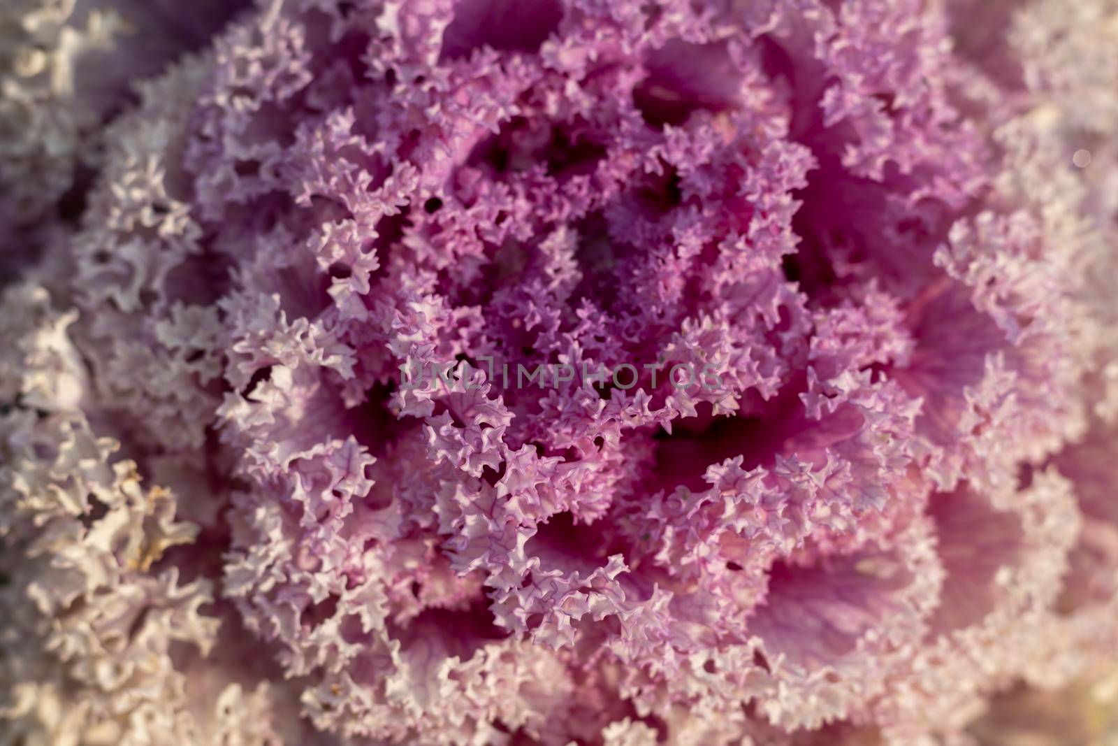 Ornamental cabbage plant in spring by Bilalphotos