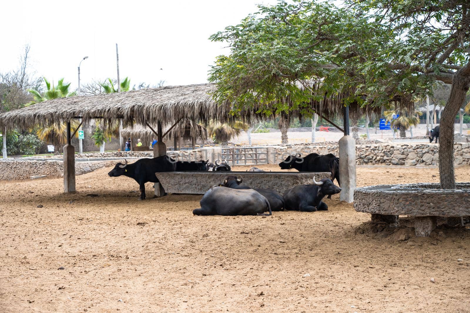 Bulls on a farm. Bulls spend time on the farm