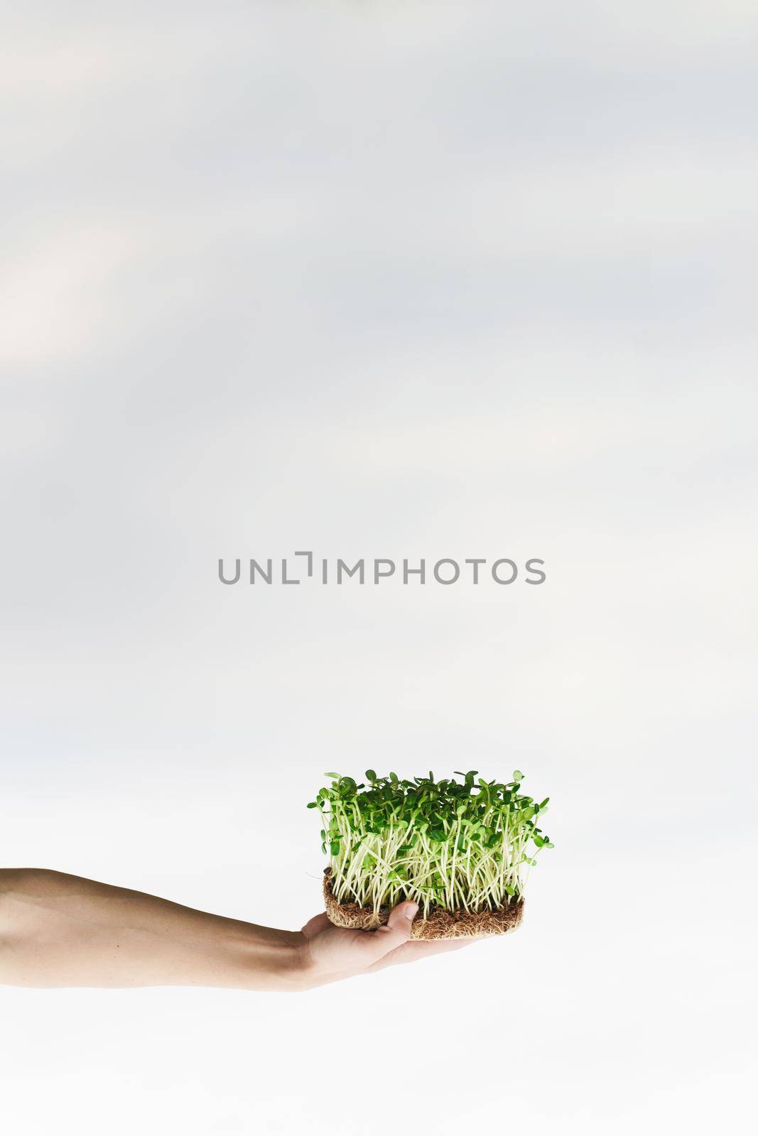 Microgreen with soil in hands closeup. Man holds green microgreen of sunflower seeds in hands. Idea for healthy vegan food delivery service