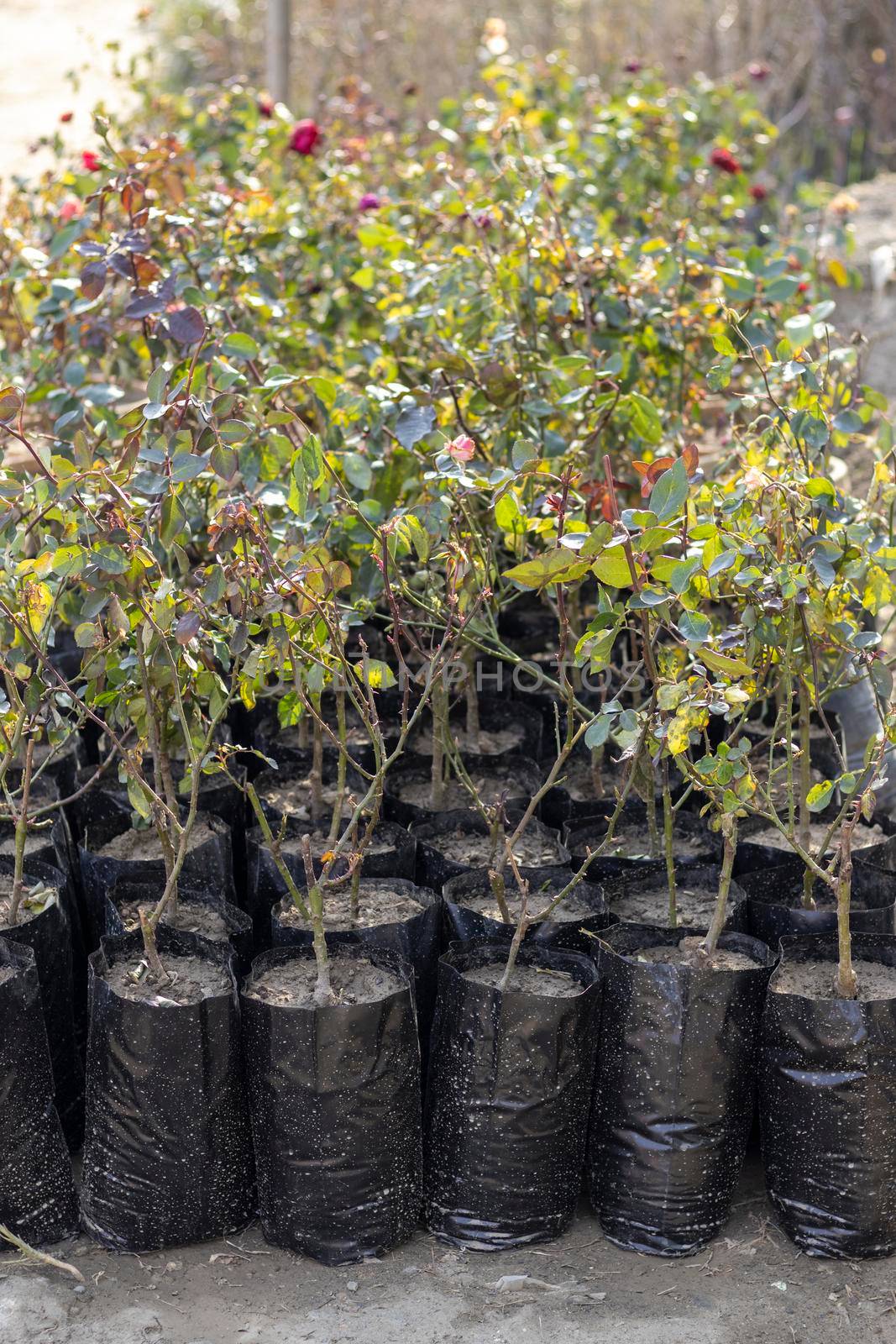 Rose plants growing in a polythene bags in a plants nursery