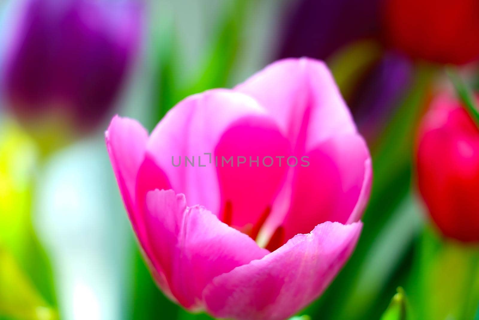 Flowering tulip close-up in the park in the summer