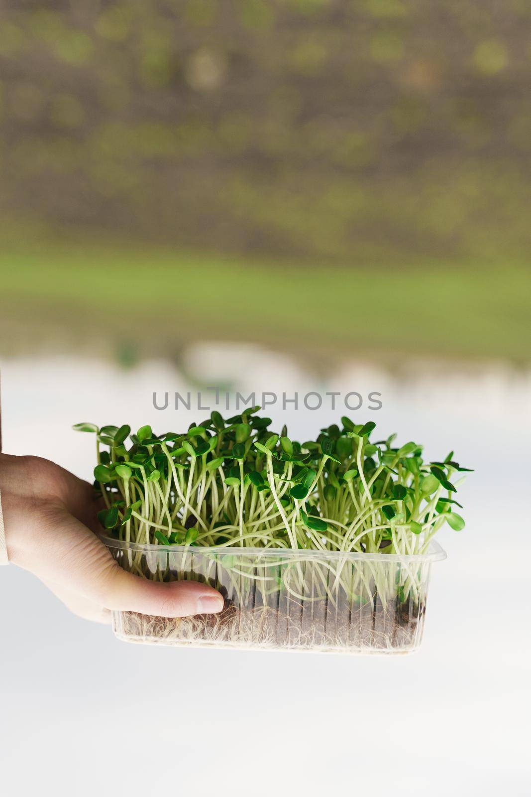 Microgreen of sunflower seeds in hands. creative upside down photo. Idea for healthy vegan green microgreen advert. Vegeterian food delivery service by Rabizo
