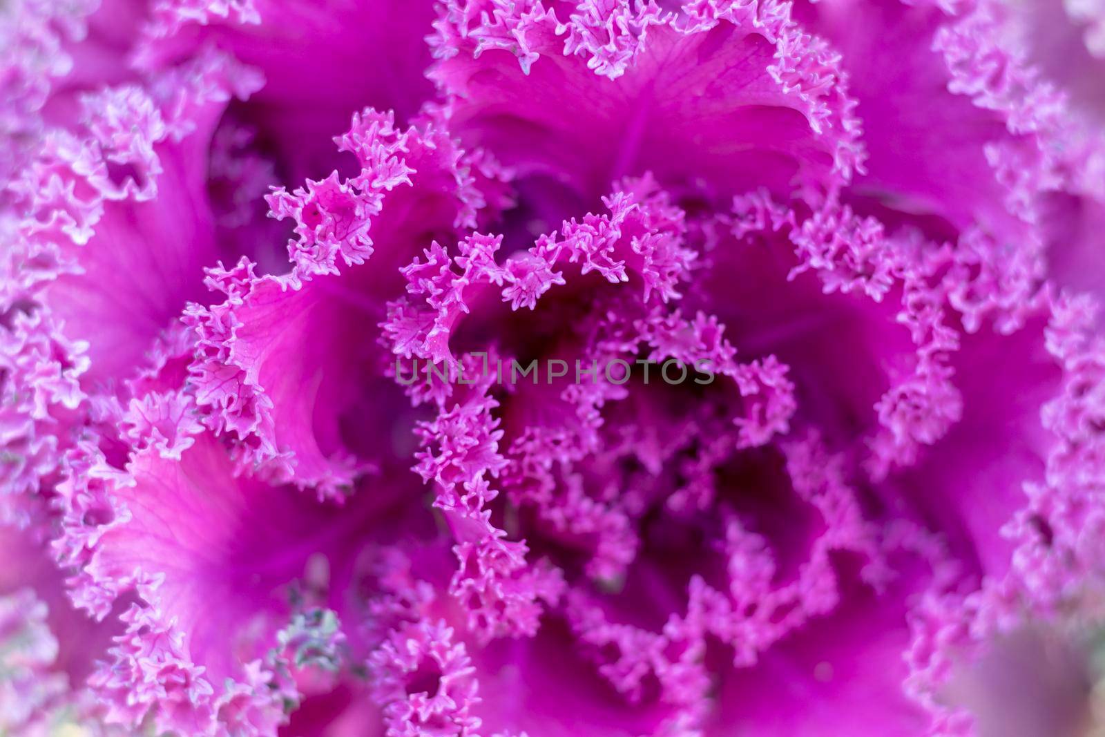 Brassica oleracea flowering plant closeup