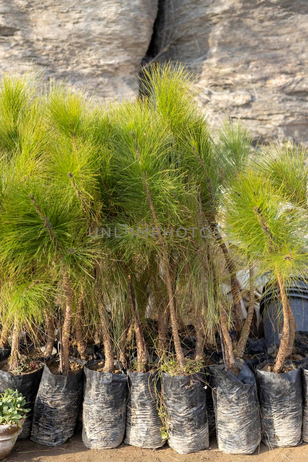 Pine small tree are growing in a bags in plant nursery by Bilalphotos