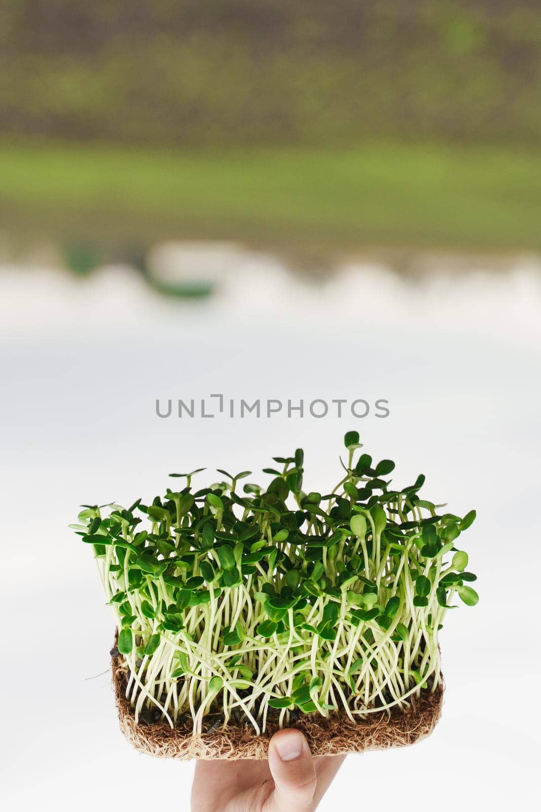 Microgreen of sunflower seeds in hands. creative upside down photo. Idea for healthy vegan green microgreen advert. Vegeterian food delivery service.