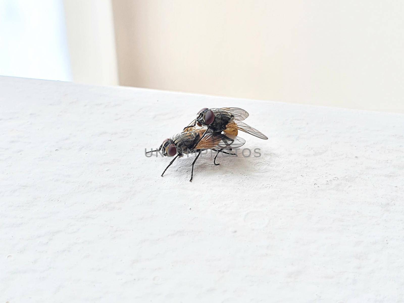 Side view of two house flies having sex, Musca domestica. by Peruphotoart