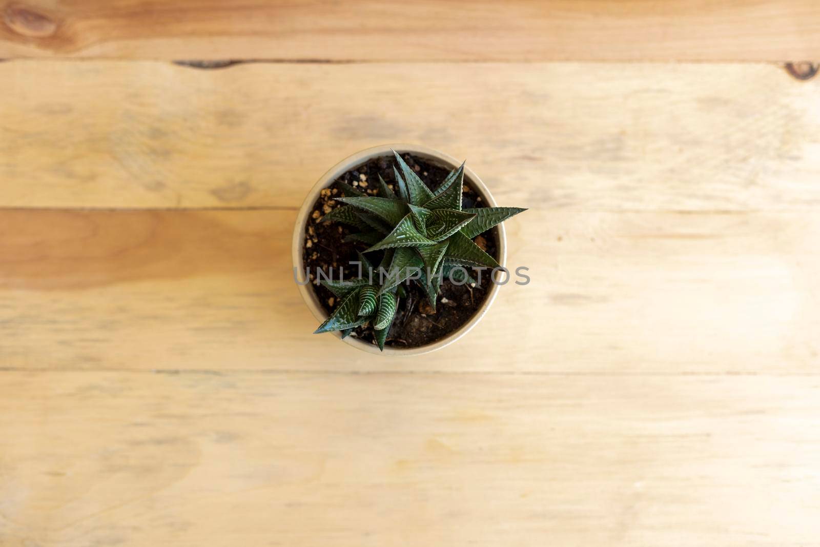 haworthia limifolia succulent potted plant high angle view on a wooden background