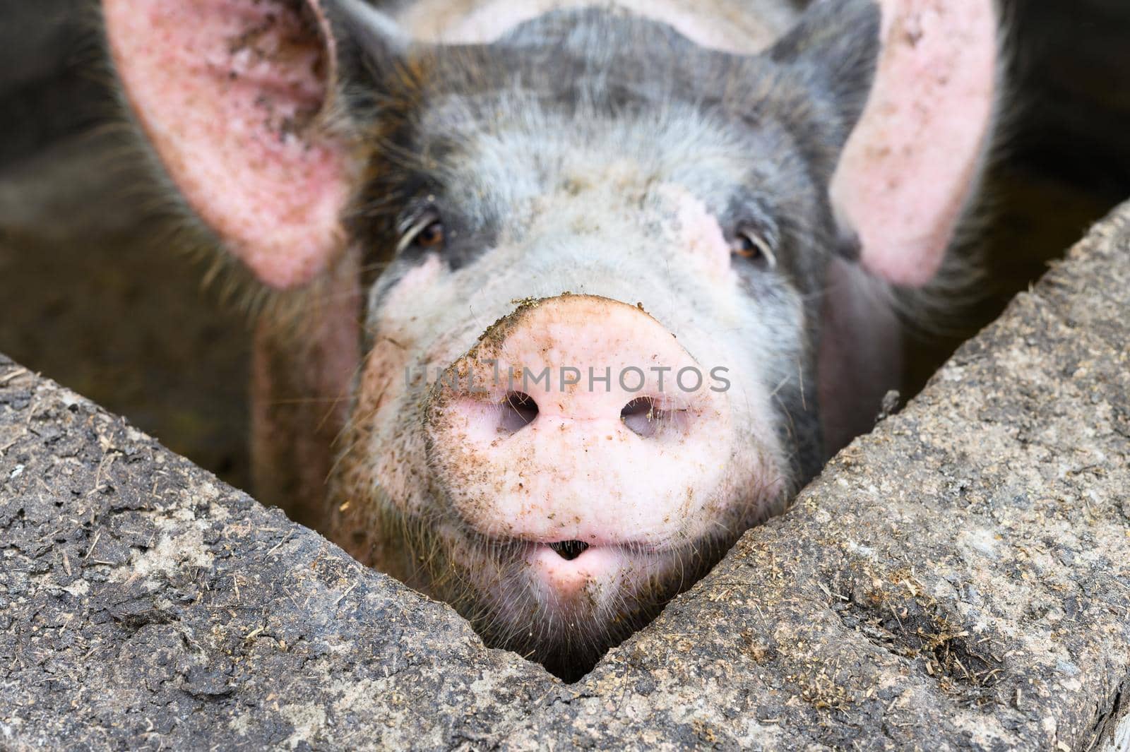 Big pig on a farm in a pigsty
