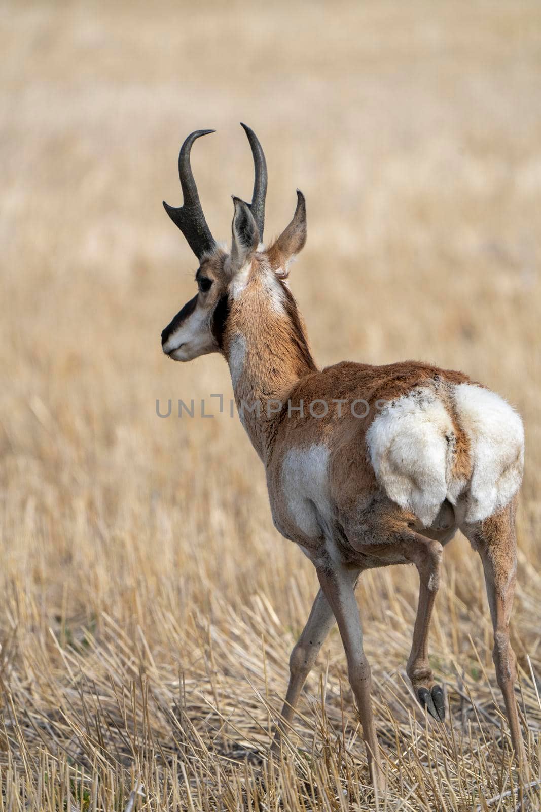 Pronghorn Antelope Saskatchewan by pictureguy