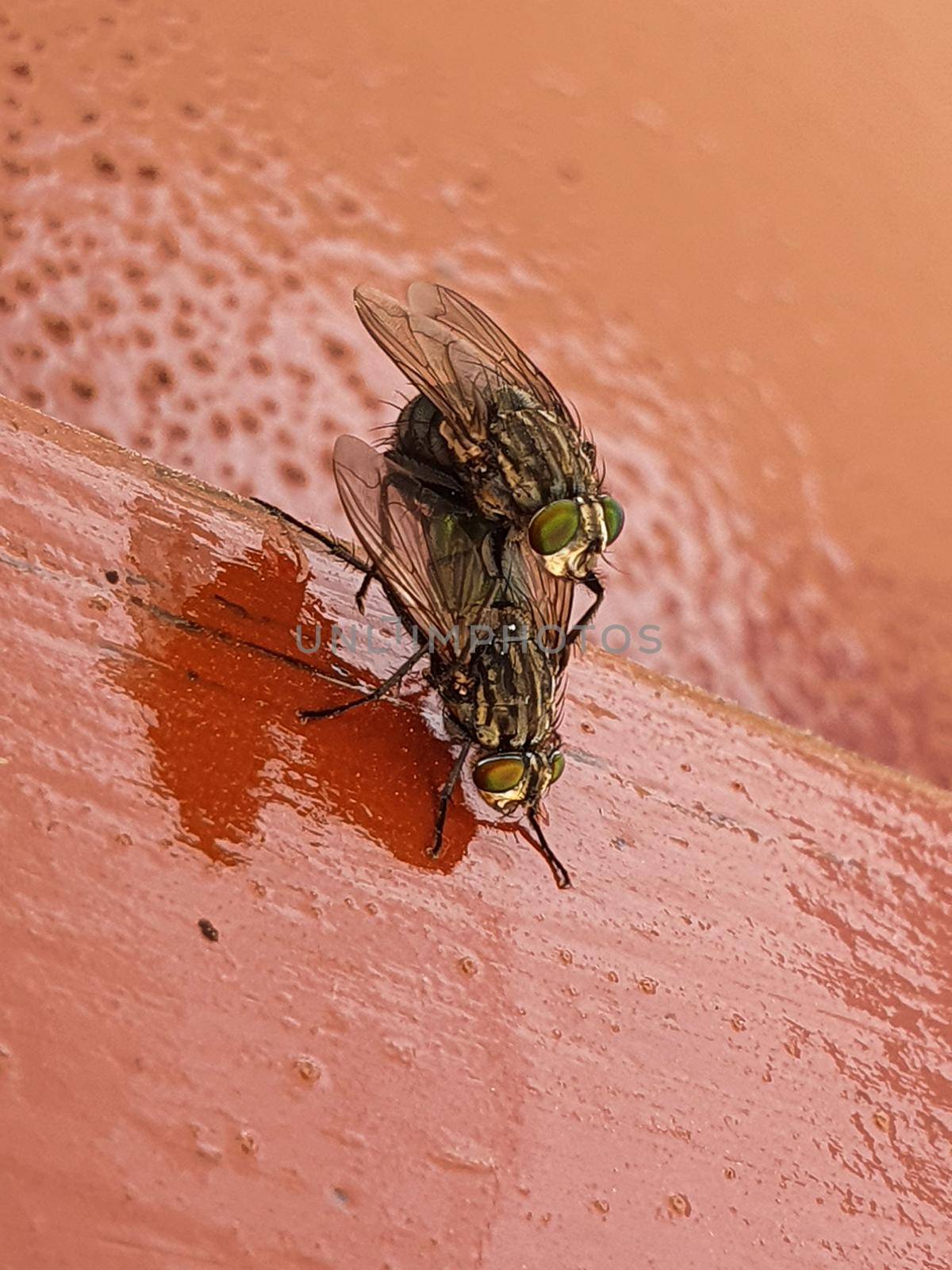 Side view of two house flies having sex, Musca domestica. by Peruphotoart
