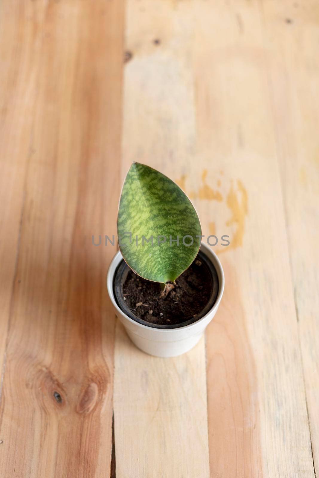 Sansevieria snake plant high angle view