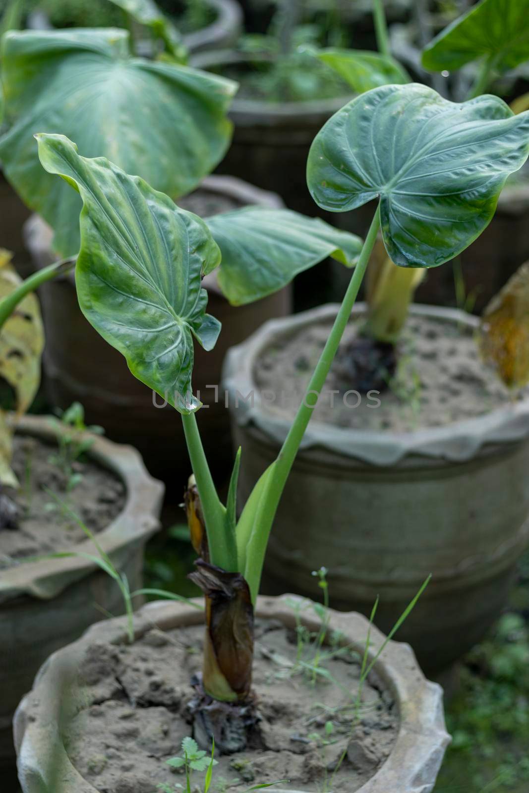 Alocasia Portora Elephant Ear plant by Bilalphotos