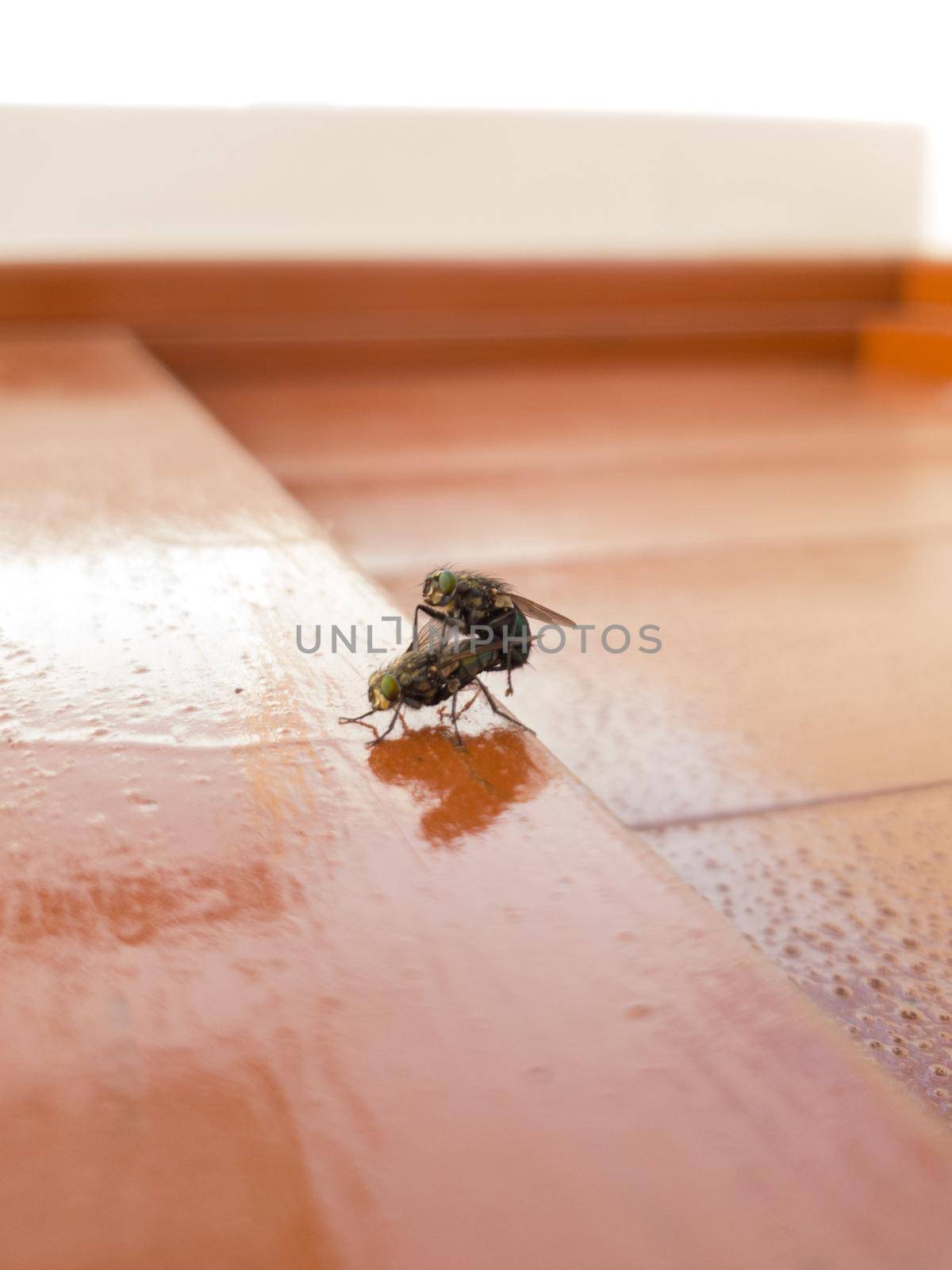 Side view of two house flies having sex, Musca domestica