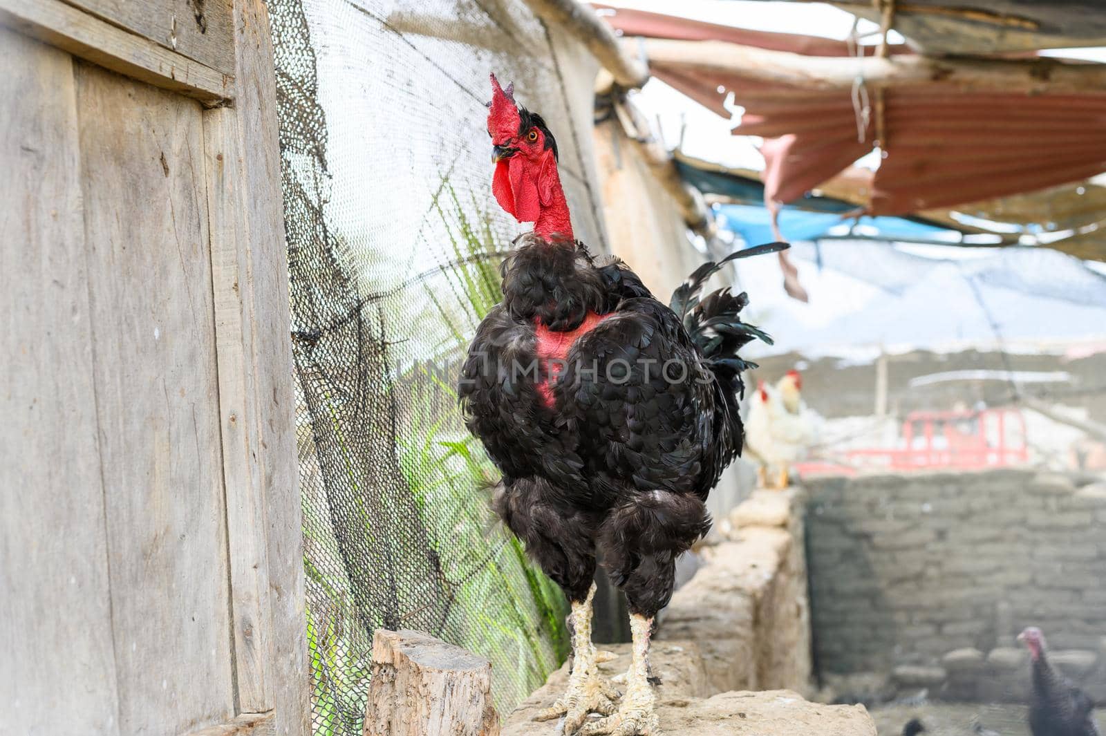 Carioco rooster, raised in the hen house of a farm