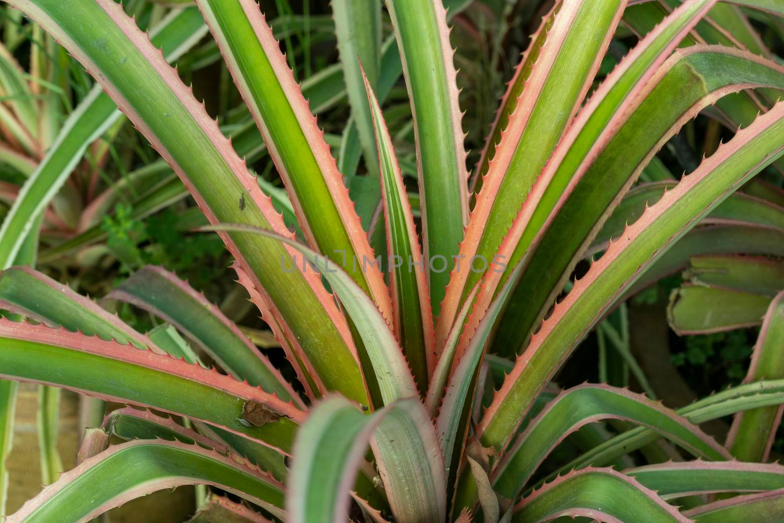 Closeup of an ornamental pineapple plant