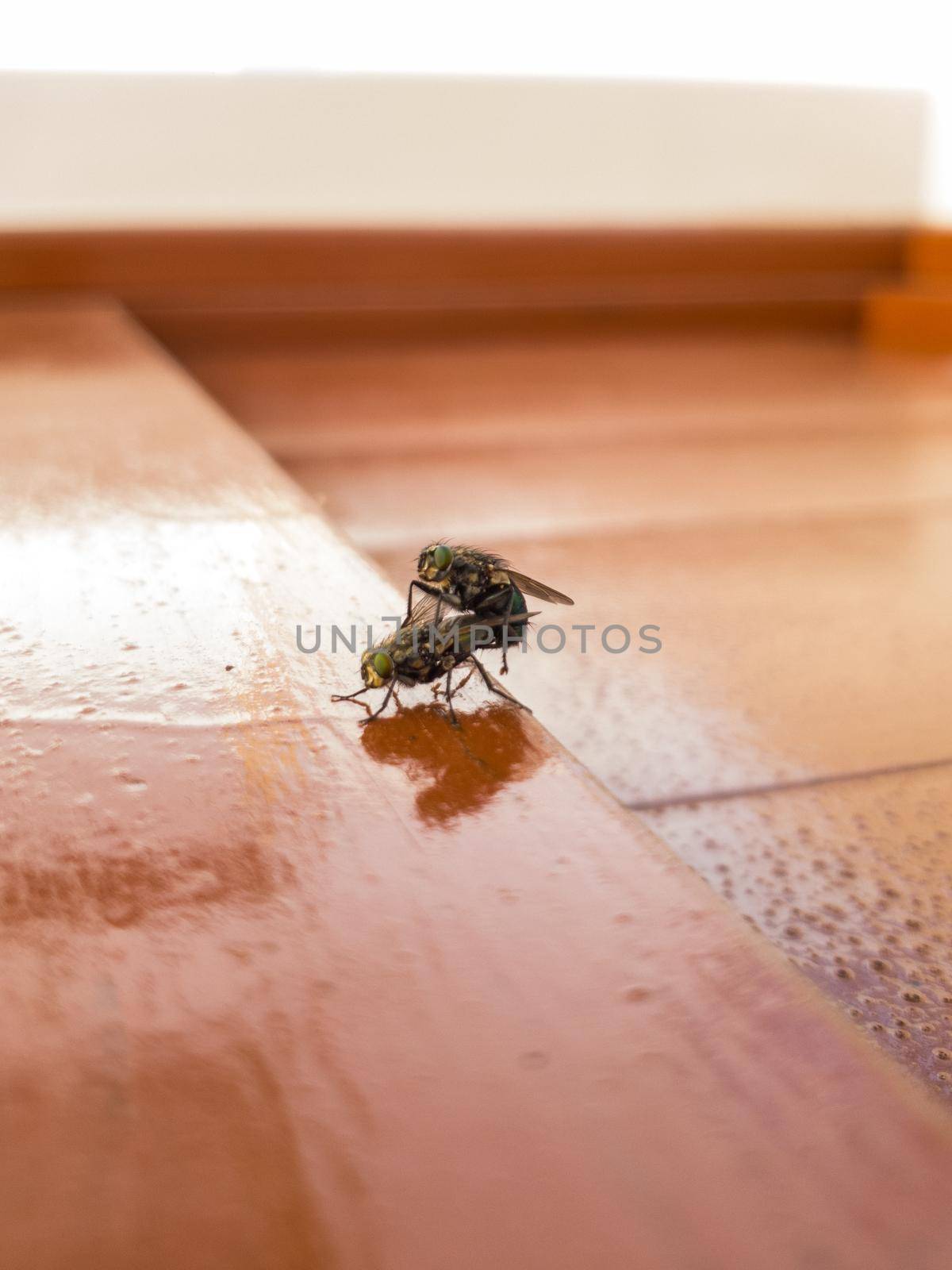 Side view of two house flies having sex, Musca domestica. by Peruphotoart