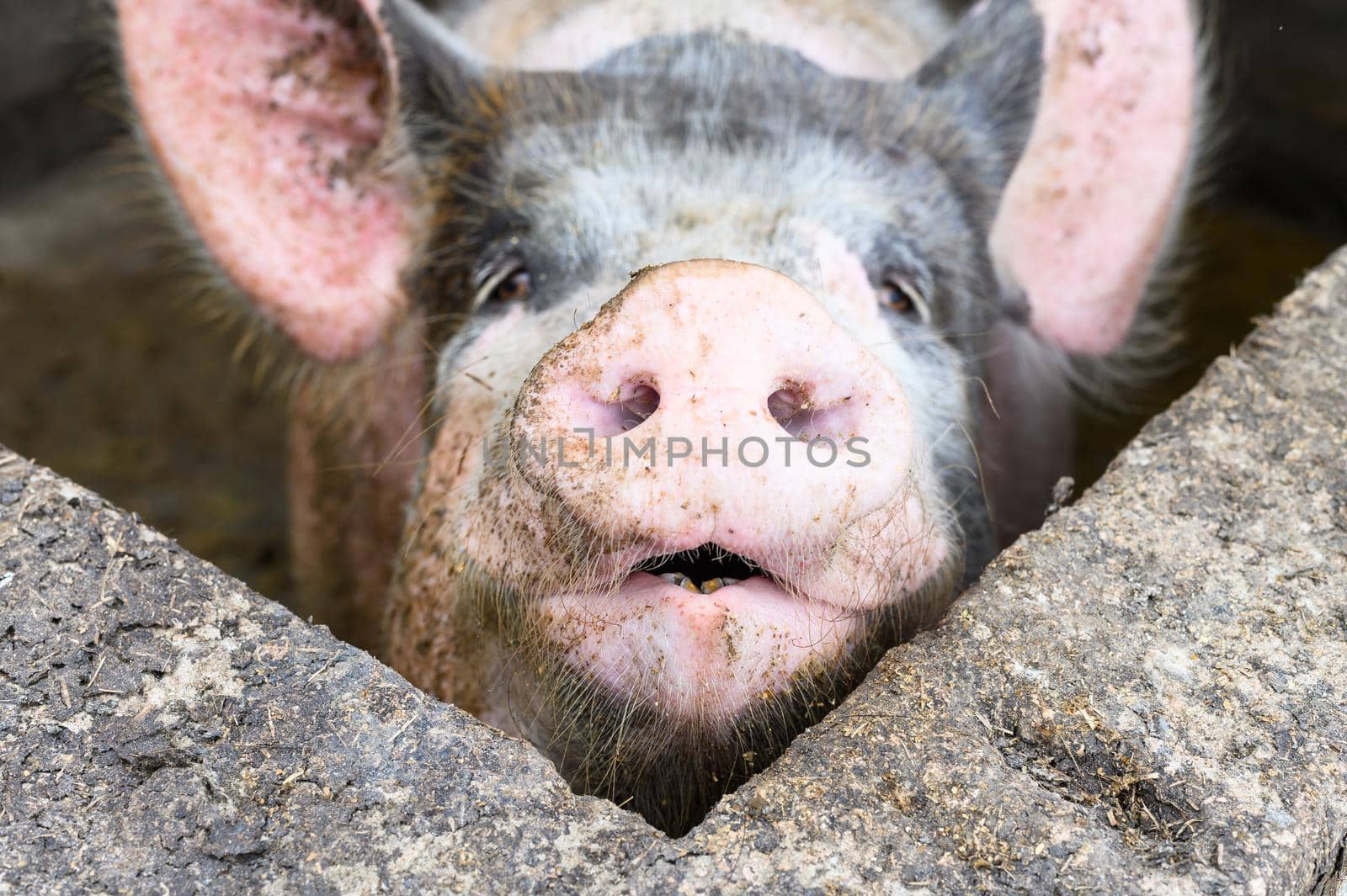 Big pig on a farm in a pigsty. by Peruphotoart