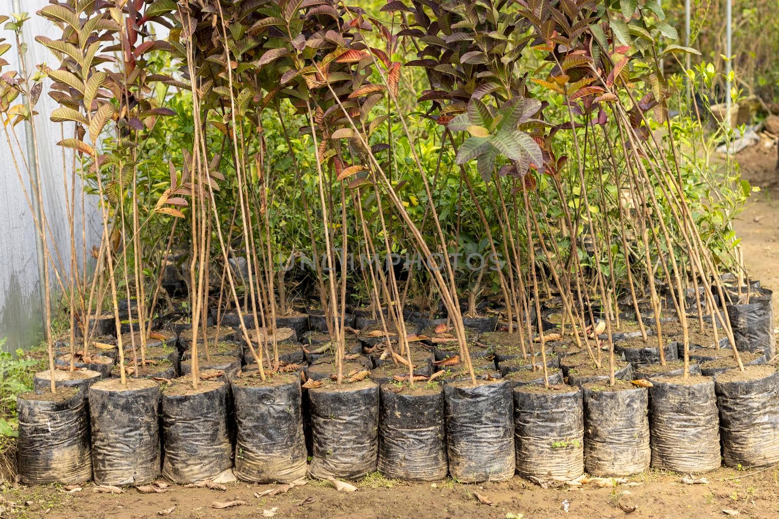 Seedlings of guava fruit tree in a plant nursery or greenhouse