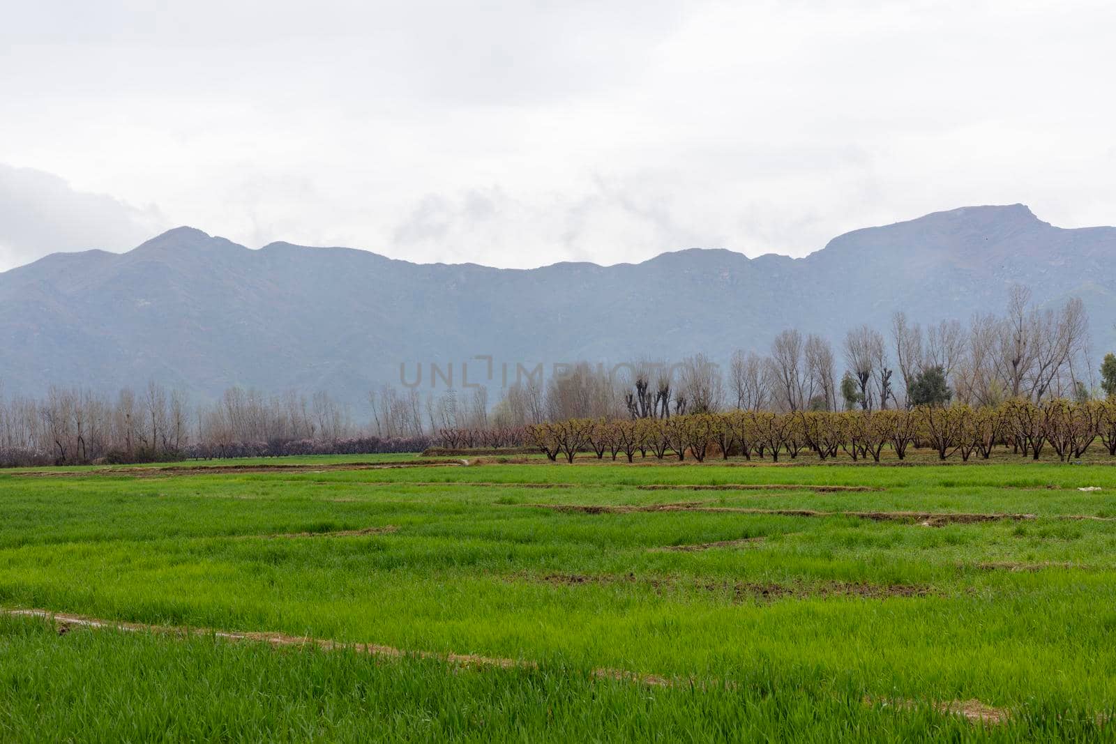 Fruit farms and green field views in winter