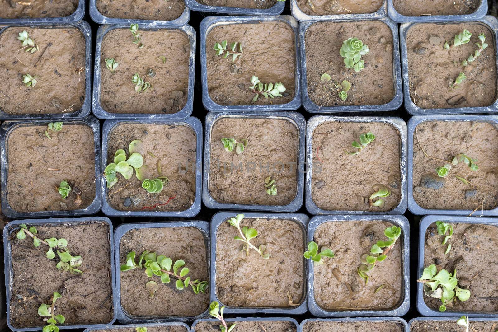 Soleirolia soleirolii baby tears small plants germinating in pots