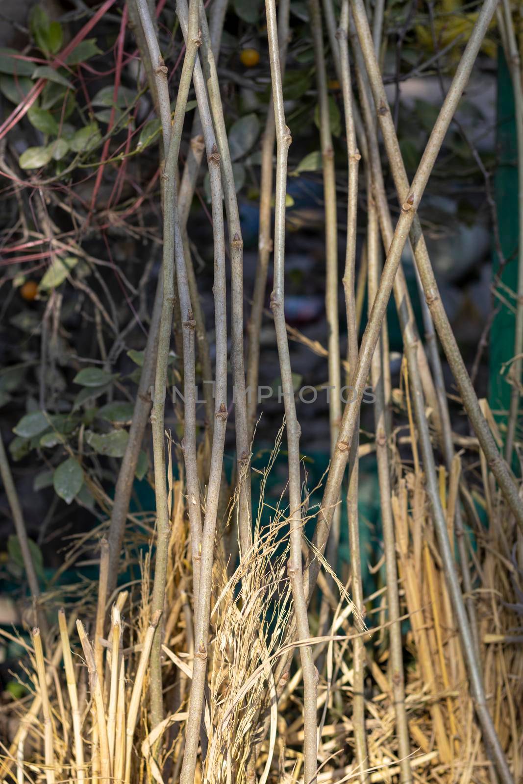 Mulberry fruit trees bare roots by Bilalphotos