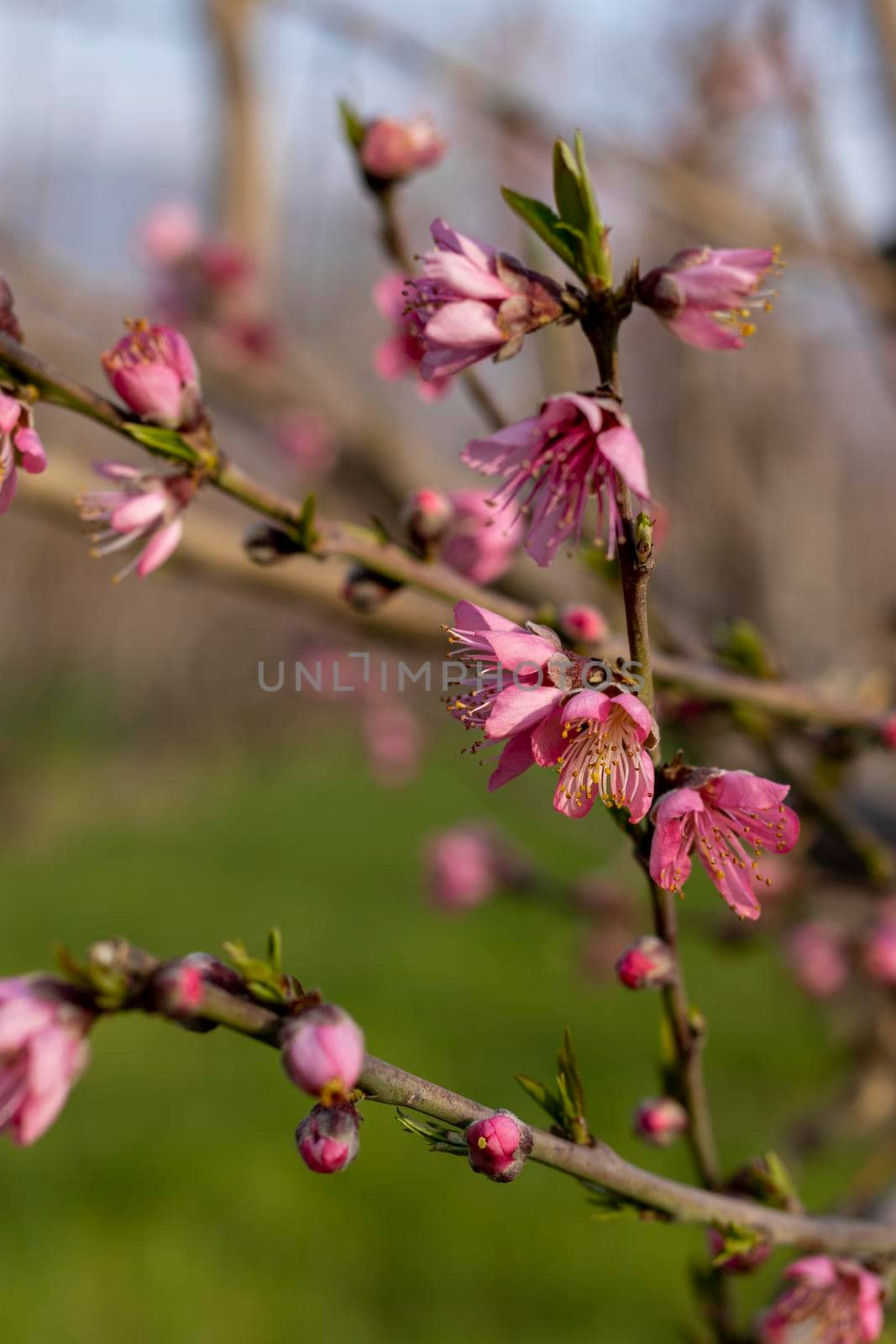 Peach fruit tree blossoms closeup