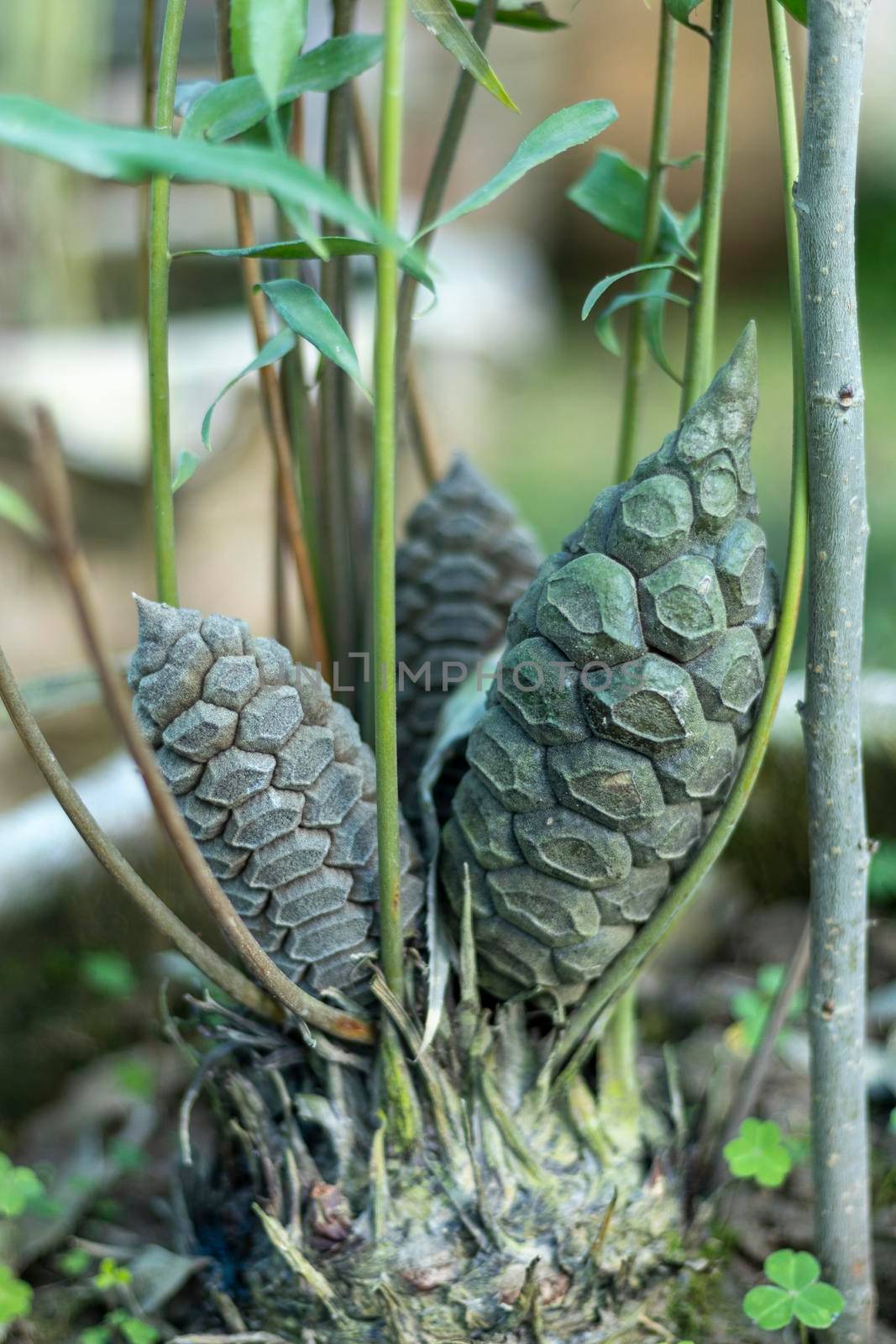 King sago palm seeds cone closeup