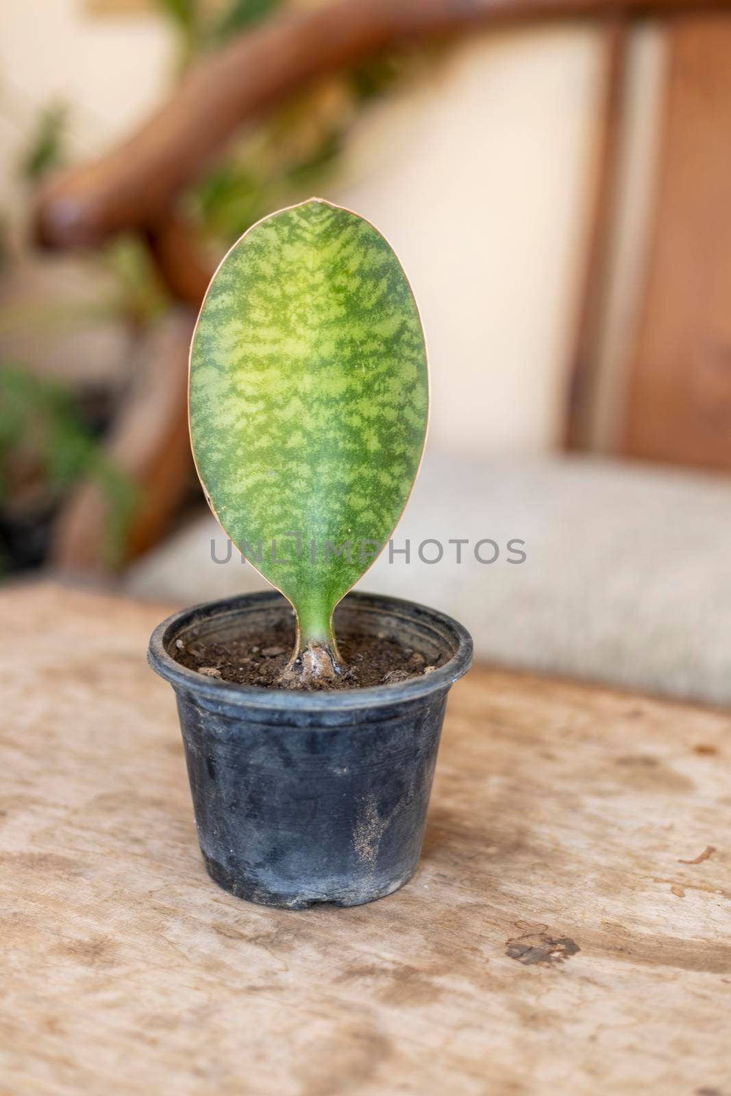 Sansevierias masoniana whale fine plant in a plastic pot