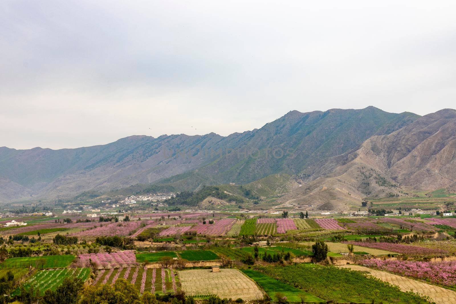 A beautiful scenery of peach orchards in swat valley by Bilalphotos