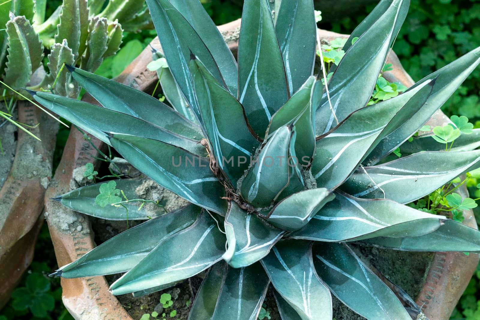 King of agaves cactus plant closeup