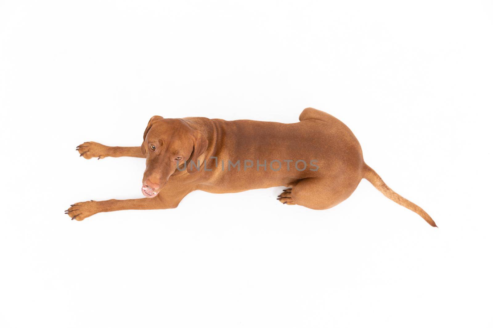 Hungarian Shorthaired Pointed Dog - hunting dog. Female dog lies with open muzzle isolated from background.