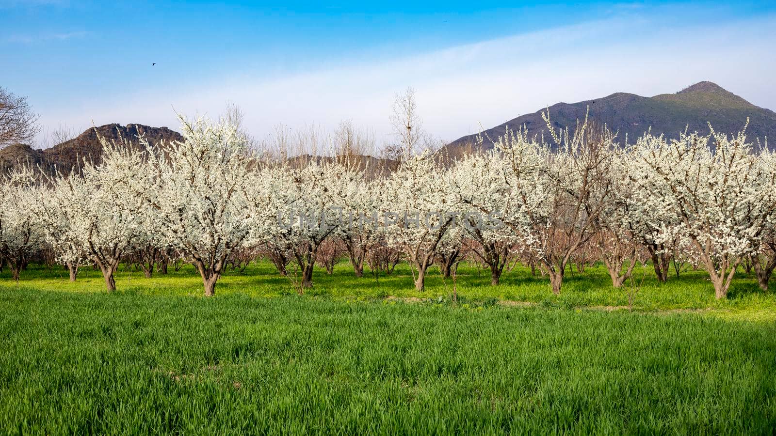 Plum orchard blossom beautifully in springtime