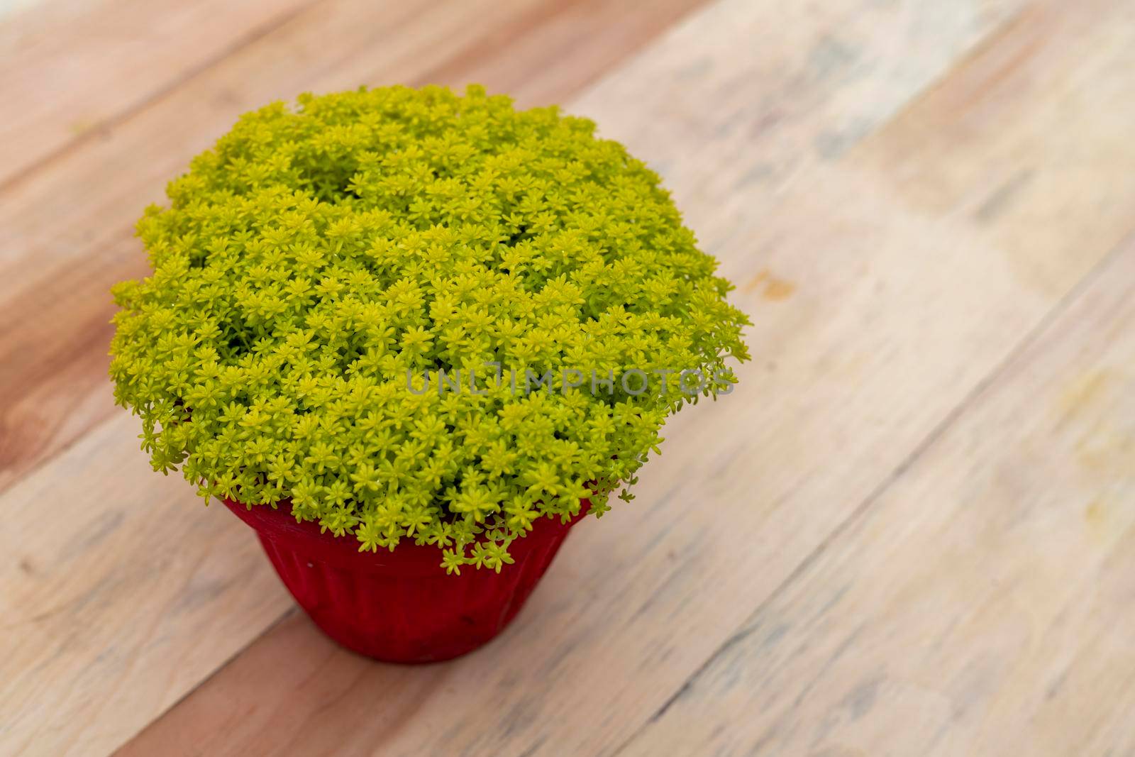 Yellow queen succulent in a pot