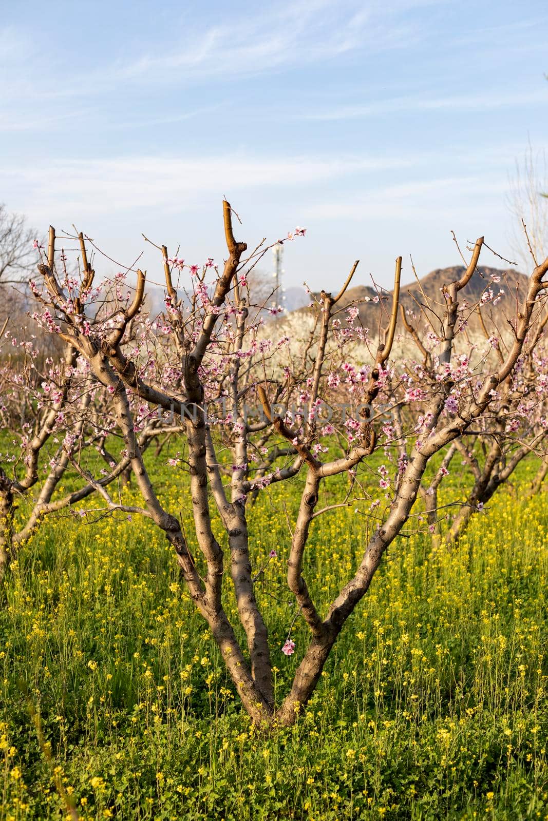Peach orchard with mustard plants crop by Bilalphotos