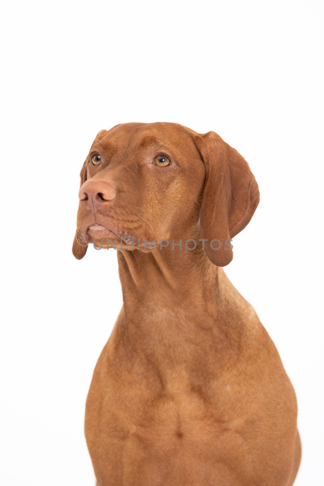 Close-up view of the very head of a purebred female dog. Front view of the dog. The Hungarian Shorthaired Pointed Dog the ideal hunting animal for hunters.