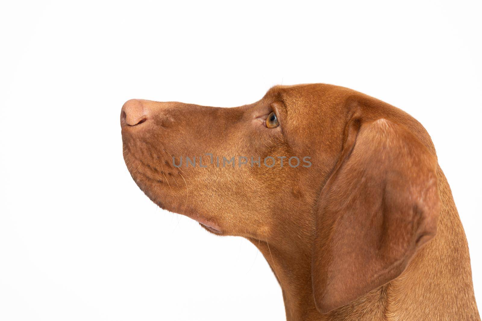 The dog looks up. Hungarian shorthaired gelding ideal hunting animal for hunters. Close-up view of the very head of a purebred female dog.