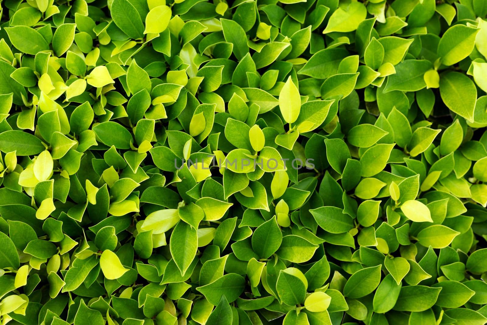 Green leaf background. Leaves texture