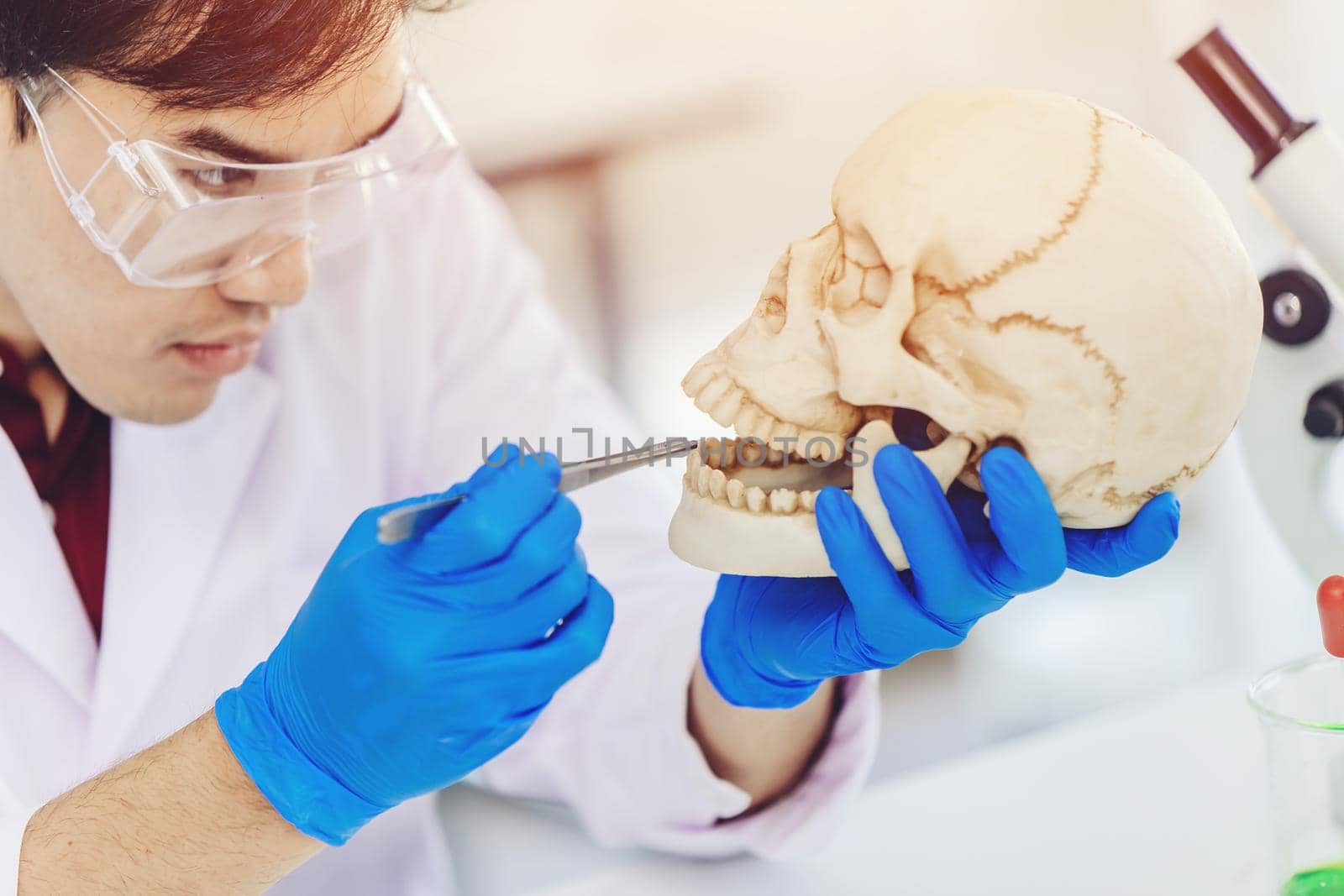 Physical anthropology Scientist study human teeth in ancient skull to define bone age in science lab