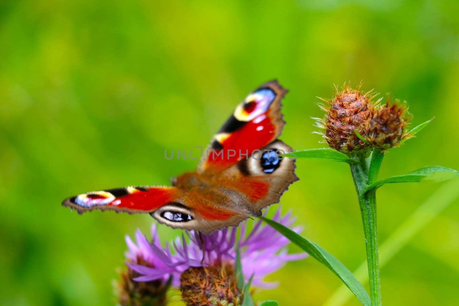 Selective background. A butterfly sits on a flowering field flower